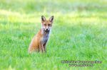 Lapė (Vulpes vulpes)